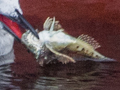 Long-spined Sea-scorpion
